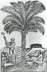Ernte, Illustration aus Singularitäten von Frankreich Antarctique, von Andre de Thevet, 1558